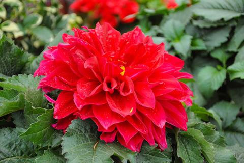 大红花的功效与作用