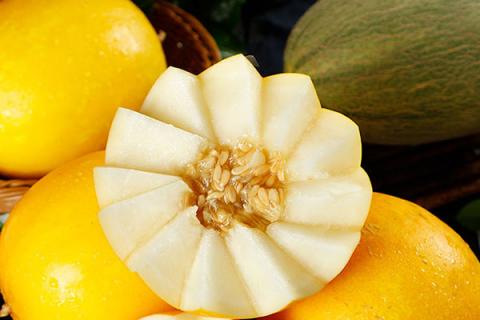 黄河蜜瓜的功效与作用（黄河蜜瓜的功效与作用是什么意思）