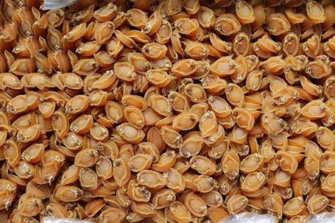 鲍鱼干的功效与作用 鲍鱼干的功效与作用及营养价值及禁忌