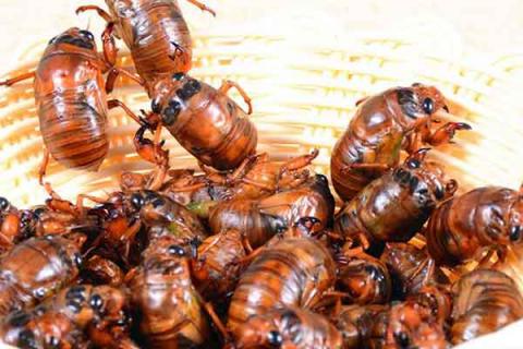 蝉蛹的功效与作用 蝉蛹的功效与作用点