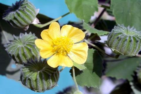 葵子的功效与作用 葵子的功效与作用和图片