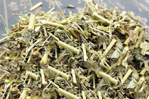 省头草的功效与作用（省头草是什么中药）