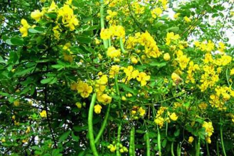 野花生草的功效与作用（野花生草的功效与作用视频）