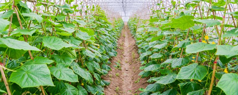 黄瓜种植行距和株距是多少 黄瓜种植的株行距