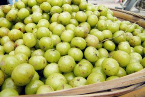 油柑子的功效与作用（腌制油柑子的功效与作用）