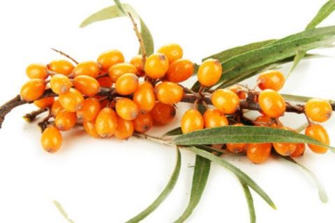 沙棘果的功效与作用（沙棘果的功效与作用及禁忌）