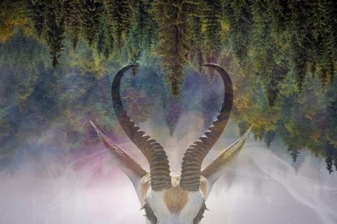 羚羊角的功效与作用（羚羊角口服液的功效与作用）