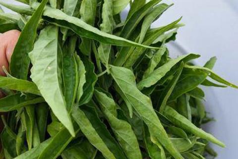 鳄嘴花茶的功效与作用（鳄嘴花茶的功效与作用价格）