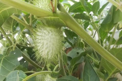 曼陀罗果实泡酒功效 曼陀罗泡酒外擦几天见效