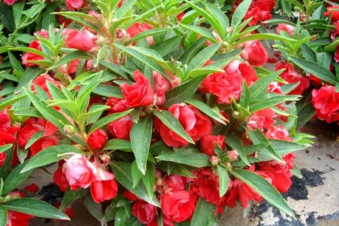 凤仙花的功效与作用 凤仙花的功效与作用图片