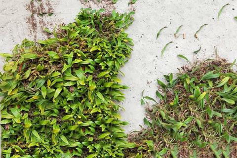 石豆兰的功效与作用 石豆兰的功效与作用图片