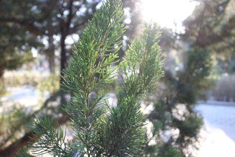 柏树叶煮水的功效与作用 柏树叶熬水治什么病