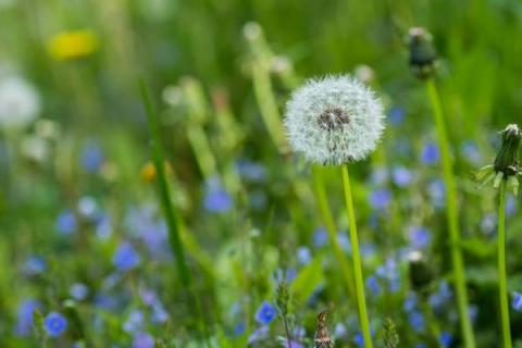 蒲公英根茶的功效与作用 蒲公英根茶的功效与作用和禁忌