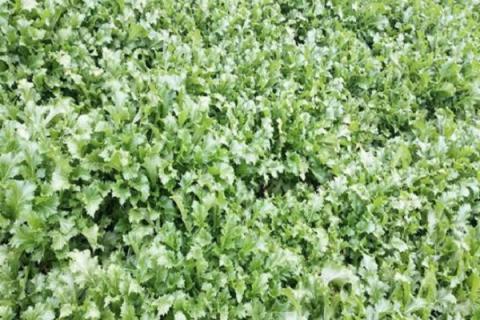 金芥菜的功效与作用 金芥菜的功效与作用及禁忌症