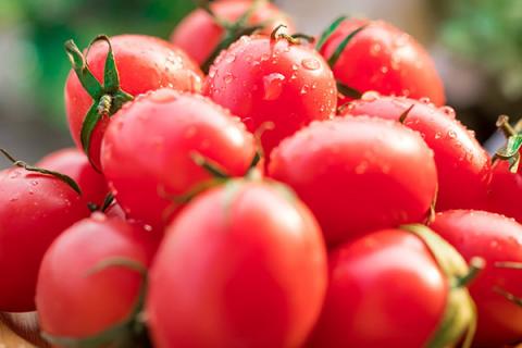 小番茄的功效与作用（串收小番茄的功效与作用）