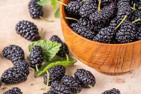 桑子的功效与作用（桑子的功效与作用是什么）