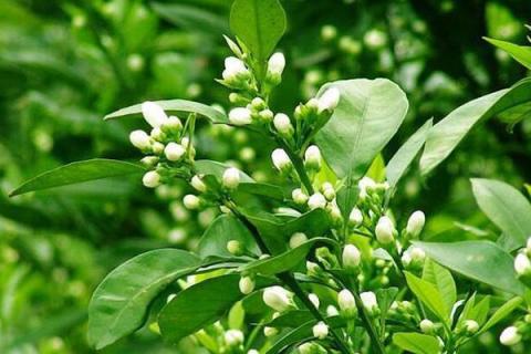 苦橙花的功效与作用（苦橙花的功效与作用点是什么）