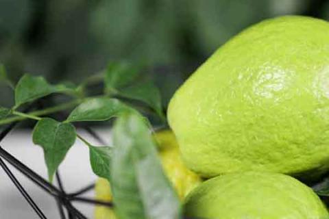 番石榴叶的功效与作用 番石榴叶的功效与作用营养价值