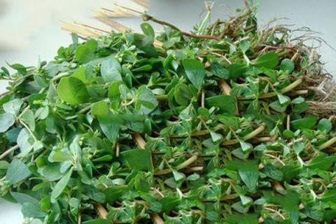 瓜子菜的功效与作用（瓜子菜的功效与作用图片）