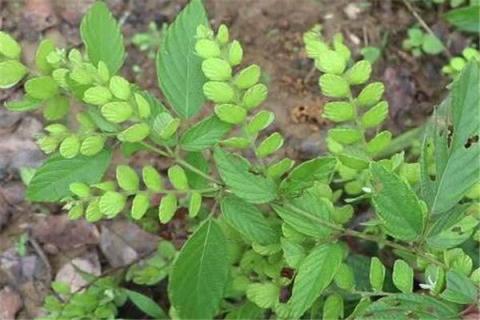 排钱草的功效与作用 排钱草的功效与作用和图片