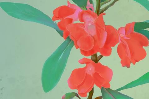 指甲花的功效与作用（指甲花的功效与作用可以治灰指甲吗）