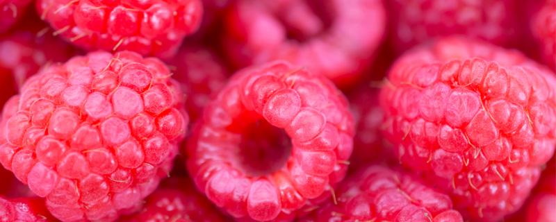 树莓种植技术要点与管理方法（树莓种植技术要点与管理方法视频）