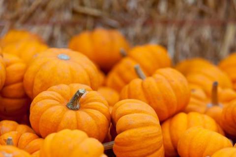 南瓜子仁的功效与作用（南瓜子仁的功效与作用及副作用百科）