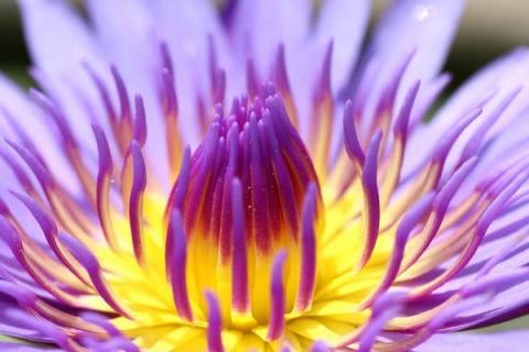 莲心的功效与作用 莲子心茶的功效与作用