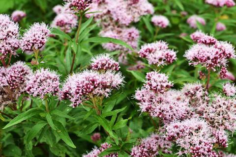 满山香的功效与作用 满山香的功效与作用及禁忌症