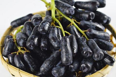 手指黑提子的功效与作用 手指黑提子的功效与作用及价格