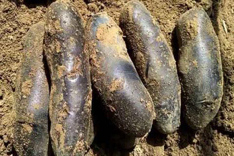 黑土豆的功效与作用 黑土豆的功效与作用及食用方法