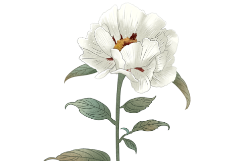 白芍药的功效与作用 白芍药的功效与作用的功能与主治