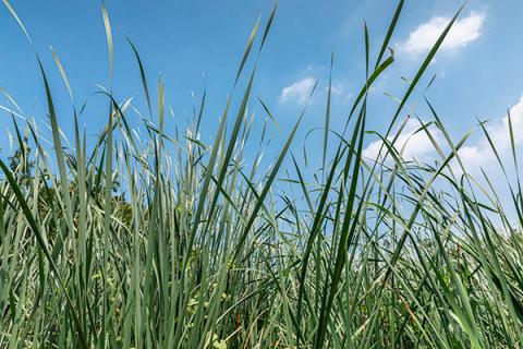 东方香蒲的功效与作用 东方香蒲的功效与作用及禁忌