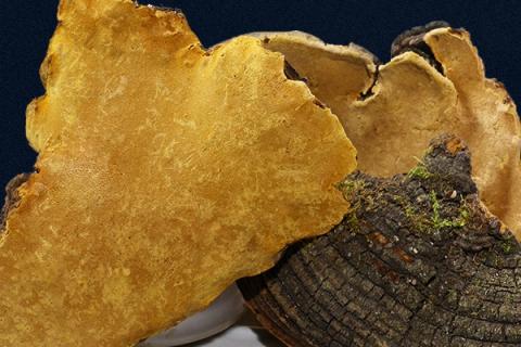 桑黄是什么东西,它的功效与作用 桑黄的主要功效与作用