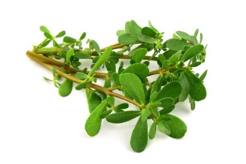 酱瓣草的功效与作用 酱瓣草的药用价值