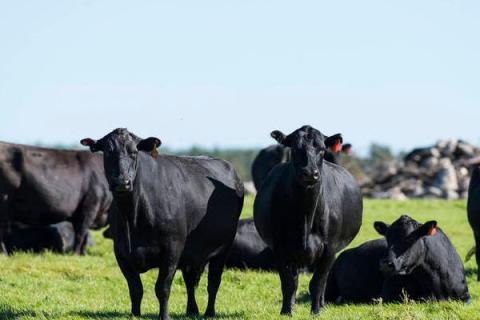 牛筋的功效与作用（牛筋草的功效与作用和主治）