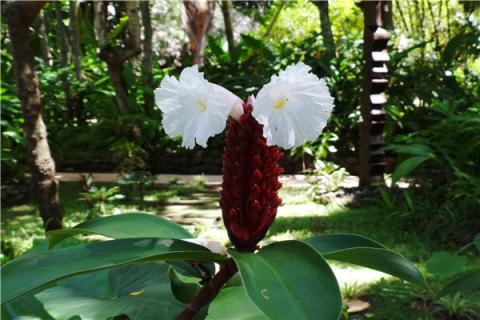 闭鞘姜的功效与作用 闭鞘姜的功效与作用营养价值方法