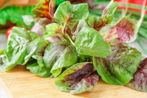 汉菜的功效与作用（灰菜的功效与作用）