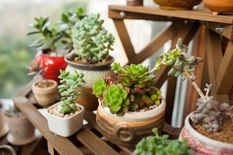 多肉的功效与作用 多肉的功效与作用禁忌