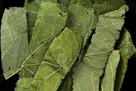 洋火的功效与作用 洋火叶的功效与作用