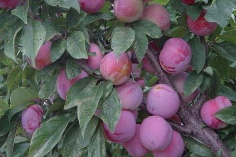 樱桃李子的功效与作用 樱桃李子的功效与作用热量