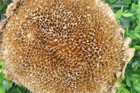 葵花盘的功效与作用 茯苓葵花盘的功效与作用