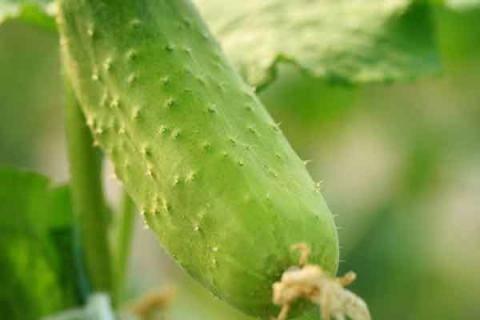 菜瓜的功效与作用（菜瓜的功效与作用及营养价值）