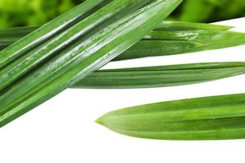 斑斓叶功效和作用（斑斓叶功效和作用图片）