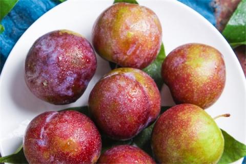 双华李的功效与作用 双华李功效与作用营养价值