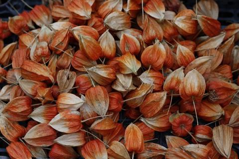 花姑娘果的功效与作用（花姑娘果的图片）