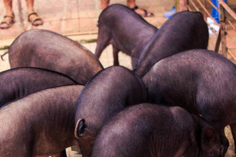 猪尾巴的功效与作用 月子吃猪尾巴的功效与作用