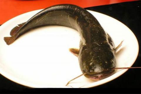 塘角鱼的功效与作用（埃及塘角鱼的功效与作用）