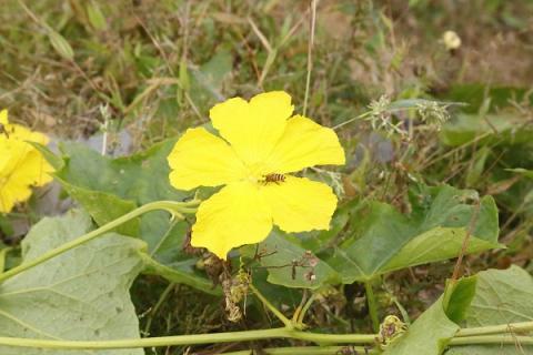 干丝瓜花泡水喝的功效与作用 干丝瓜花的功效与作用及食用方法