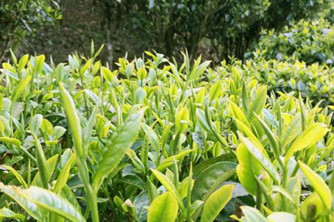 春尖茶的功效与作用 春尖茶的功效与作用副作用禁忌